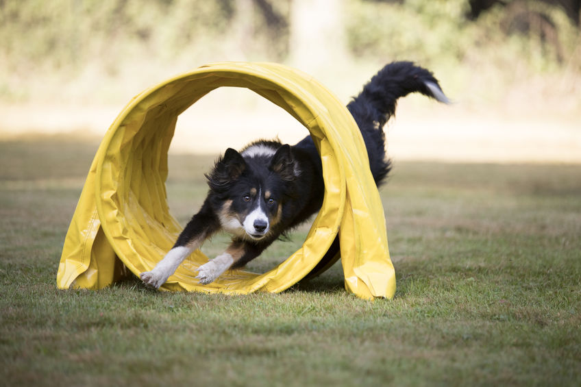 Dog Agility Classes Can Teach Your Dog New Tricks