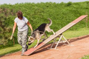 dog agility | Ultimate Pet Nutrition