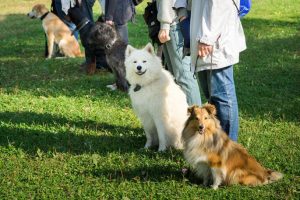 dog training | Ultimate Pet Nutrition