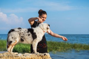 training dog | Ultimate Pet Nutrition