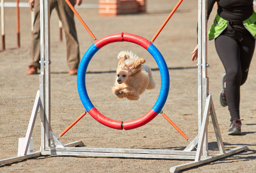 dog jumping through hoop | Ultimate Pet Nutrition