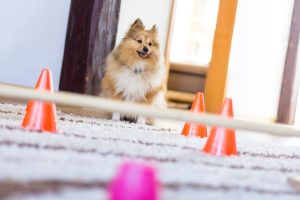 dog agility course | Ultimate Pet Nutrition