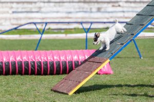 dog agility course | Ultimate Pet Nutrition