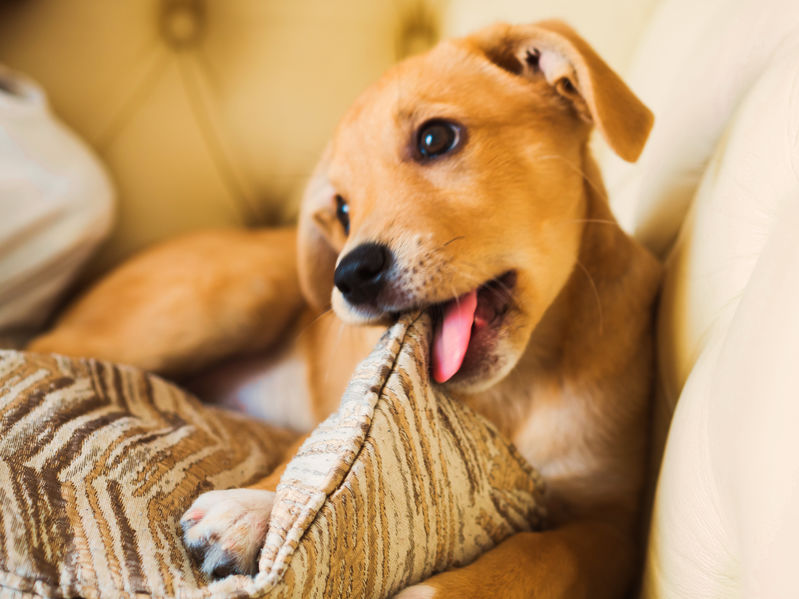 How To Stop Puppies From Chewing