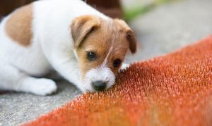 teething puppy | Ultimate Pet Nutrition