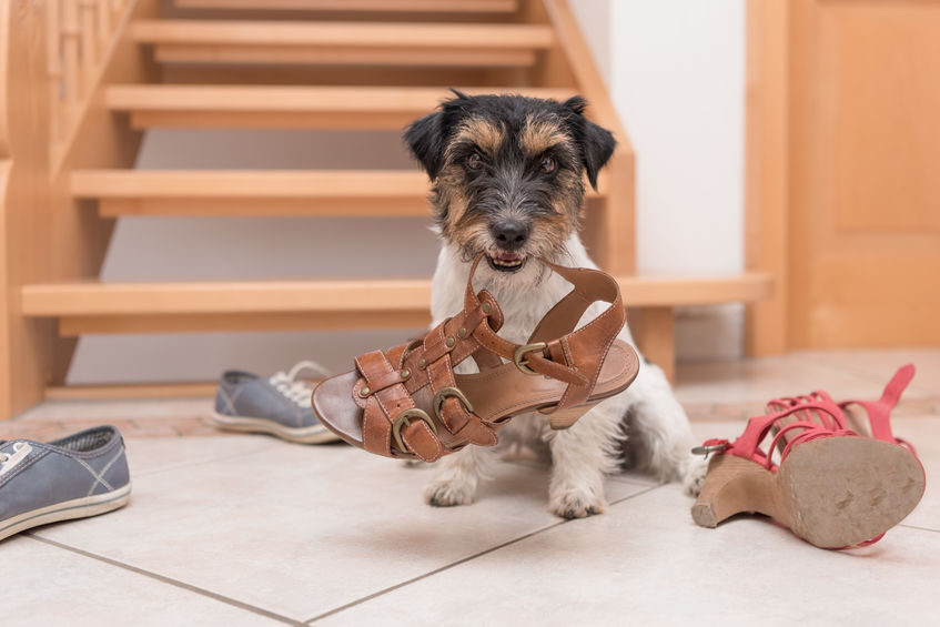 puppy chewing shoes | Ultimate Pet Nutrition