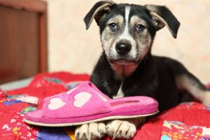 puppy chewing slipper | Ultimate Pet Nutrition