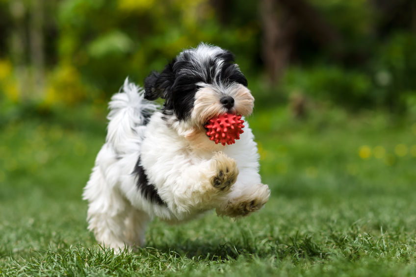 puppy running | Ultimate Pet Nutrition