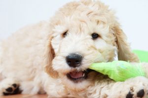 puppy chewing toy | Ultimate Pet Nutrition