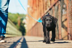 walking dog | Ultimate Pet Nutrition