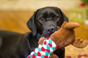 how to keep dog entertained while at work | Ultimate Pet Nutrition