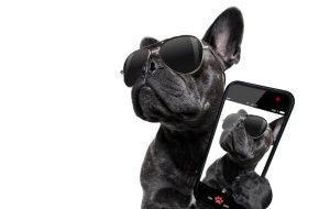 trendy dog with cell phone | Ultimate Pet Nutrition