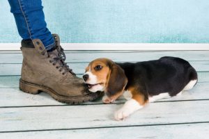 nipping puppy | Ultimate Pet Nutrition