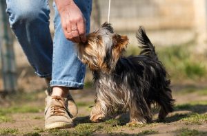 puppy training | Ultimate Pet Nutrition