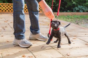 training puppy | Ultimate Pet Nutrition