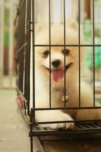 dog in crate