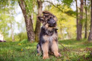 easiest way to potty train | Ultimate Pet Nutrition