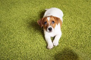 scared puppy | Ultimate Pet Nutrition