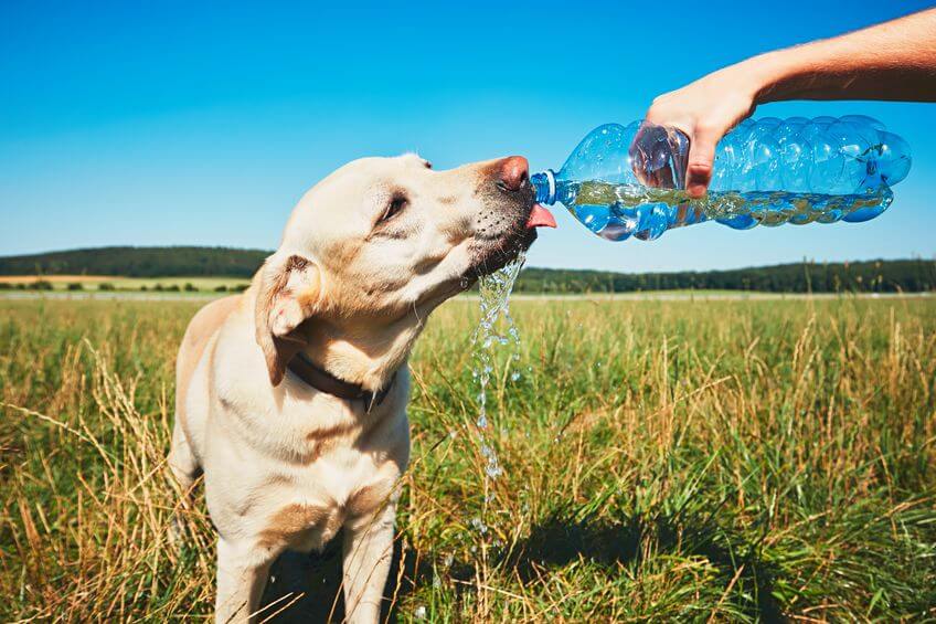 helping dog stay hydrated | Ultimate Pet Nutrition