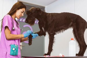 vet checking dog's leg | Ultimate Pet Nutrition