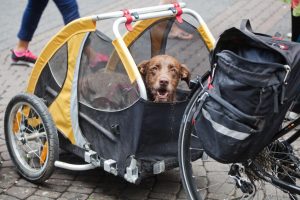 dog in bike trailer | Ultimate Pet Nutrition