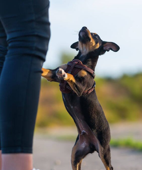 How To Stop A Dog From Jumping On You And Others: Puppy Training