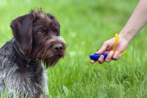 clicker training for dog