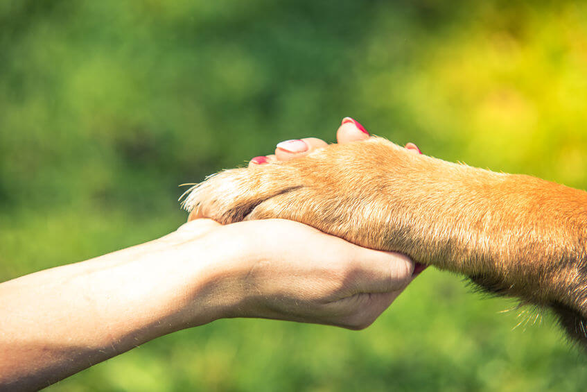 Tips For Training A Puppy To Grow Into An Obedient Dog: Positive Reinforcement And Love