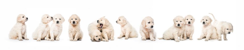 Golden Retriever puppies