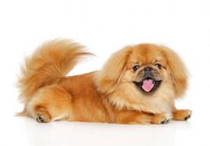 happy pekingese