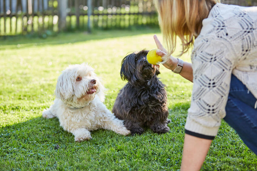 Fun Games To Play With Your Dog That Can Also Help With Training