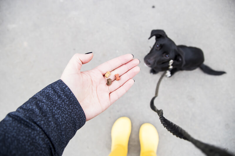 leash training with treats | Ultimate Pet Nutrition