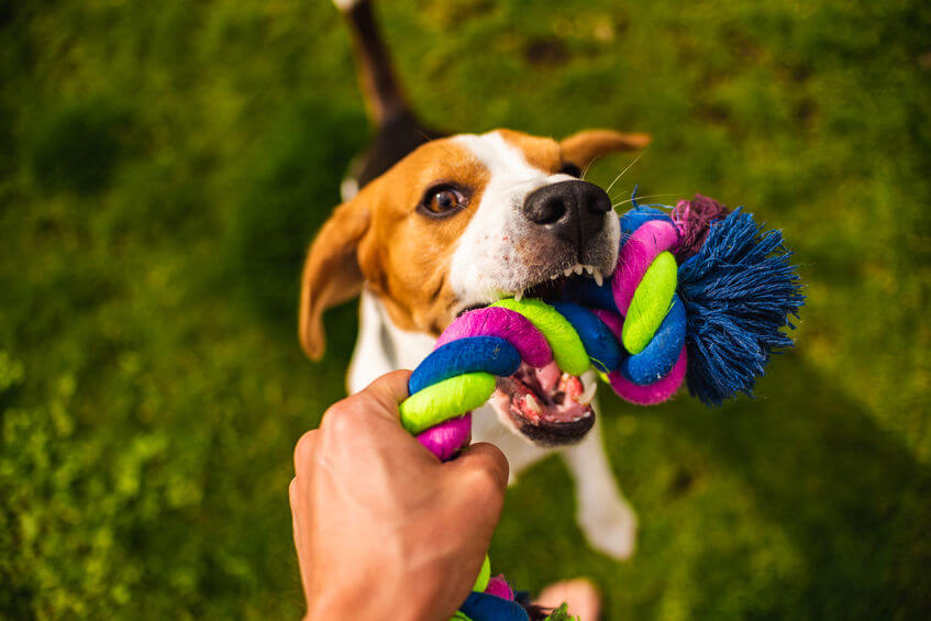 dog playing tug of war | Ultimate Pet Nutrition