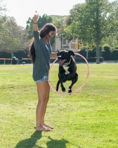 dog jumping through hoop | Ultimate Pet Nutrition