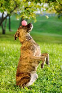 dog doing ball trick | Ultimate Pet Nutrition