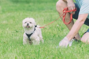 Owner picking up Dog's waste