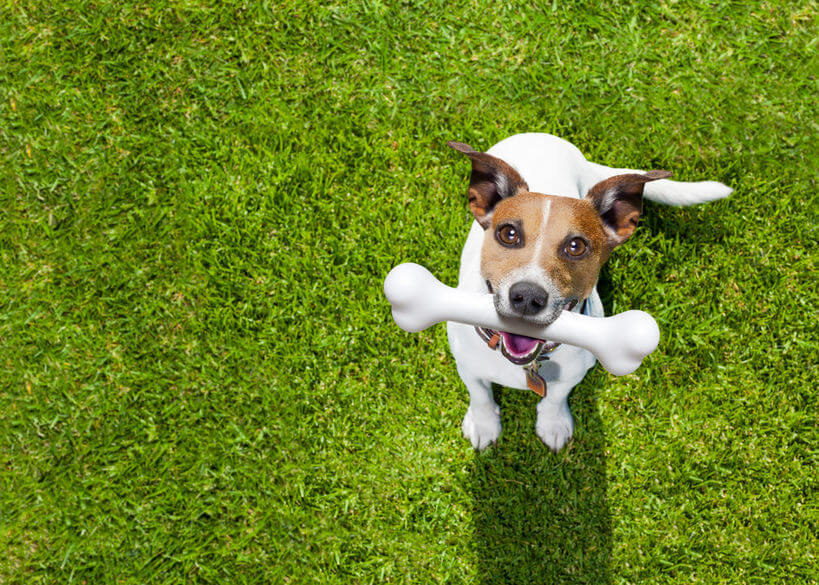 Dog with bone