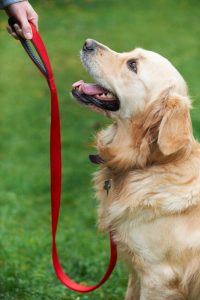 Dog being trained by owner