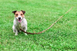 Dog on long leash