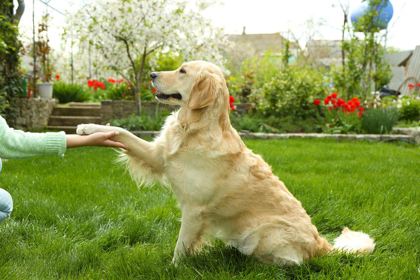 Try This List Of Unique Dog Tricks To Really Impress Your Friends