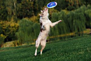 dog fetching frisbee