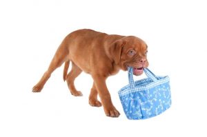 dog carrying a shopping bag