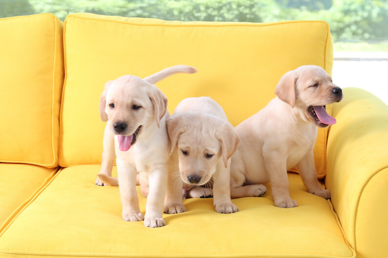 Bringing Home A Puppy: Training, Tips, And Tricks For New Pet Owners