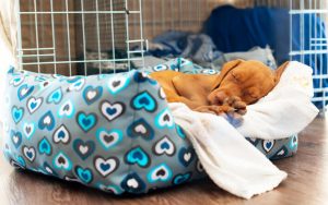 puppy sleeping in bed | Ultimate Pet Nutrition