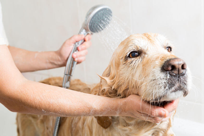 How To Give Your Dog A Bath (If They Don’t Like Bathing)