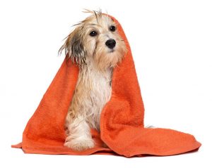 havanese dog in towel