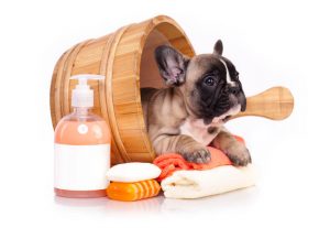 French bulldog in wash bucket with bath supplies