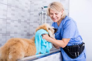 afghan dog being toweled off by groomer