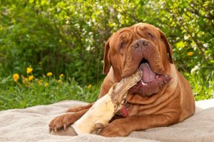 can dogs eat cooked beef bones | Ultimate Pet Nutrition