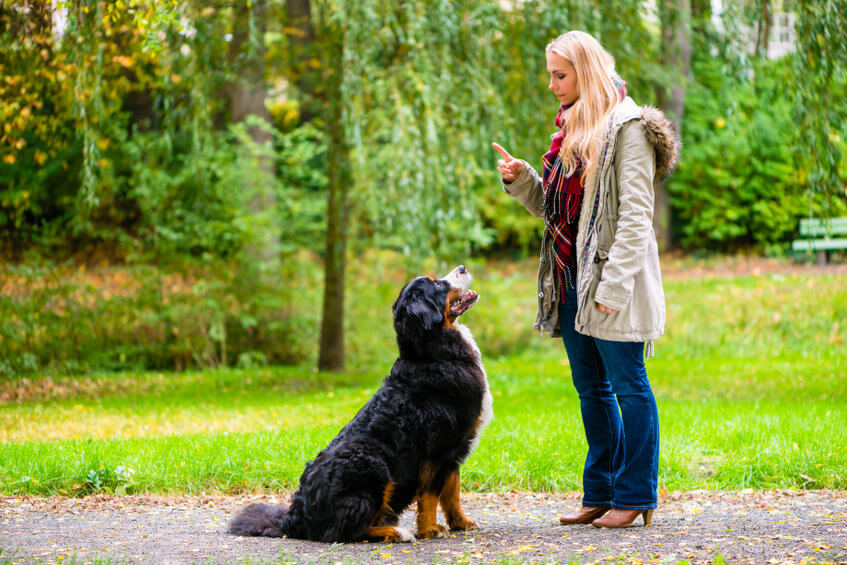 Dog Training Tips: How To Teach A Dog To Sit